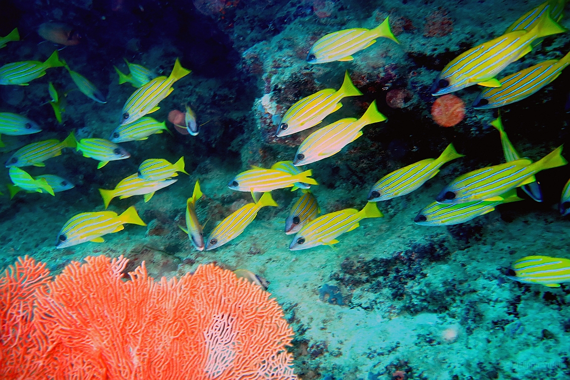 IMG_0174rfn_Maldives_Madoogali_Plongee 1_House reef_Vivaneaux a raies bleues_Ludjanus Kasmira.jpg